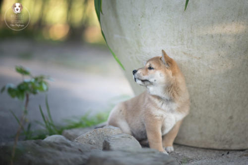 Hundefotografie mit Wau-Effekt