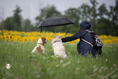 Hundefotografie mit Wau-Effekt