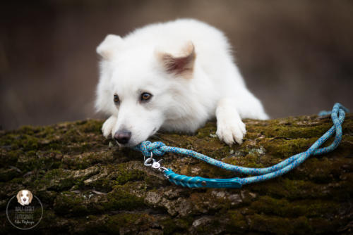 Hundefotografie mit Wau-Effekt