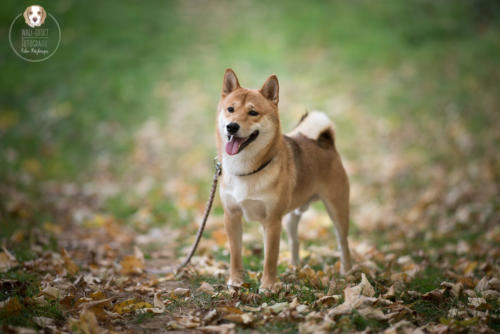 Hundefotografie mit Wau-Effekt