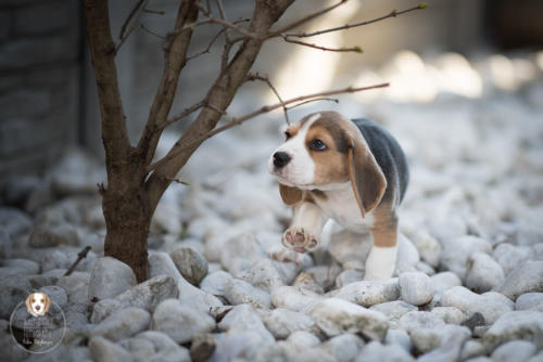 Hundefotografie mit Wau-Effekt