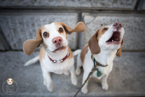 Hundefotografie mit Wau-Effekt