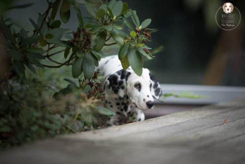 Hundefotografie mit Wau-Effekt