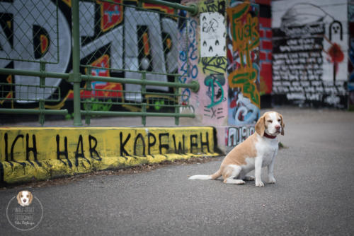 Hundefotografie mit Wau-Effekt