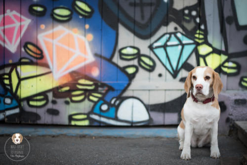 Hundefotografie mit Wau-Effekt