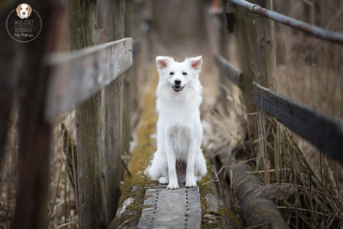 Hundefotografie mit Wau-Effekt