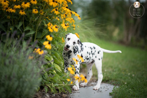 Hundefotografie mit Wau-Effekt