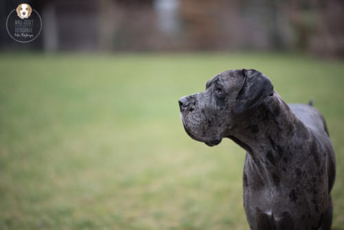 Hundefotografie mit Wau-Effekt