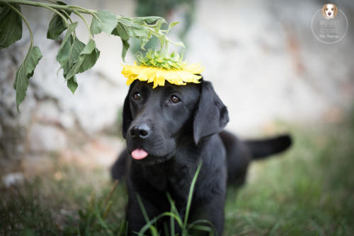 Hundefotografie mit Wau-Effekt