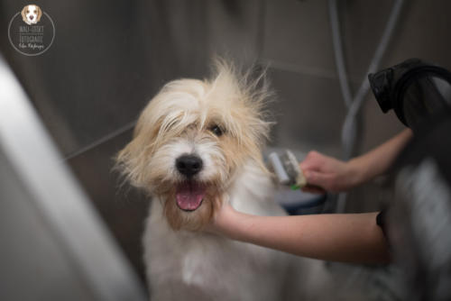 Hundefotografie mit Wau-Effekt