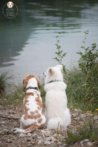 Hundefotografie mit Wau-Effekt