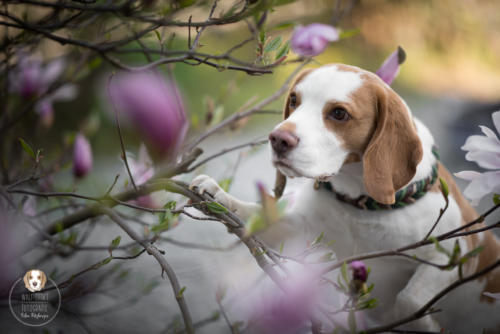 Hundefotografie mit Wau-Effekt