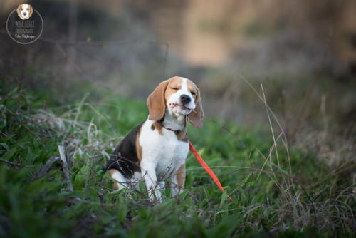 Hundefotografie mit Wau-Effekt