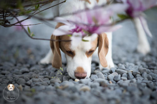 Hundefotografie mit Wau-Effekt