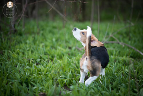 Hundefotografie mit Wau-Effekt