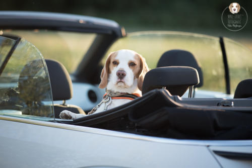 Hundefotografie mit Wau-Effekt