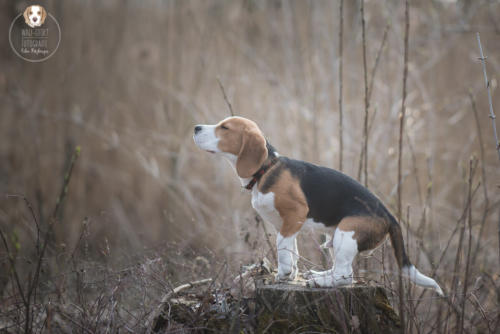 Hundefotografie mit Wau-Effekt