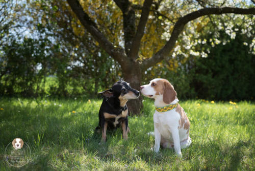 Hundefotografie mit Wau-Effekt