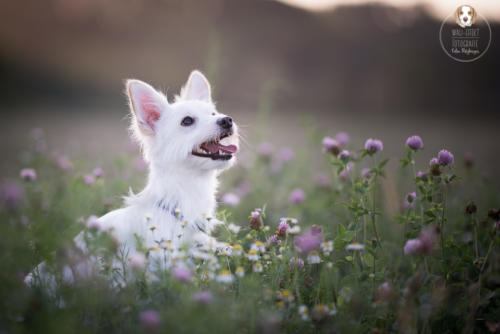 Hundefotografie mit Wau-Effekt