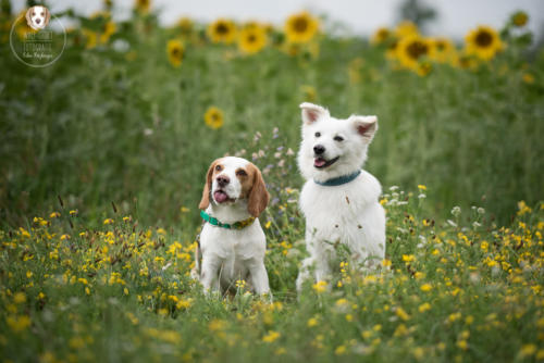 Hundefotografie mit Wau-Effekt