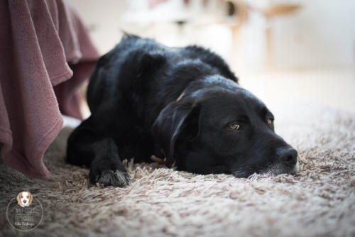 Hundefotografie mit Wau-Effekt