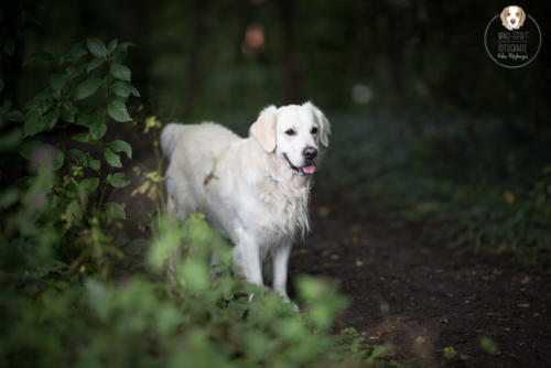 Hundefotografie mit Wau-Effekt