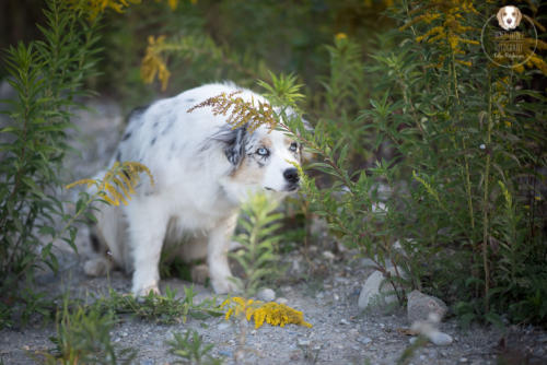 Hundefotografie mit Wau-Effekt