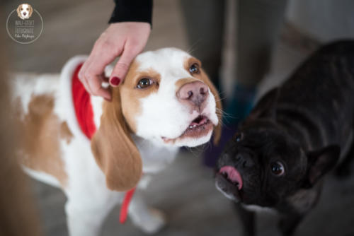 Hundefotografie mit Wau-Effekt