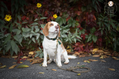 Hundefotografie mit Wau-Effekt