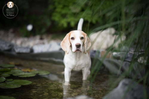 Hundefotografie mit Wau-Effekt