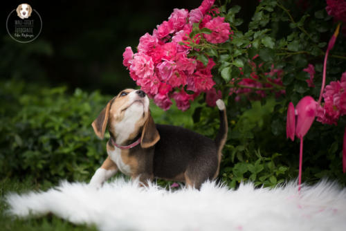 Hundefotografie mit Wau-Effekt