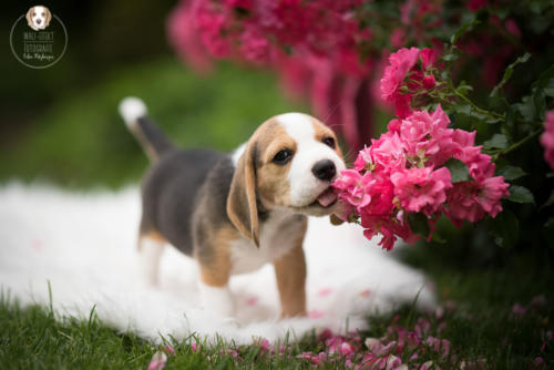 Hundefotografie mit Wau-Effekt