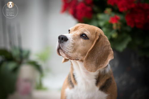 Hundefotografie mit Wau-Effekt