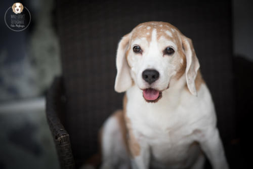 Hundefotografie mit Wau-Effekt