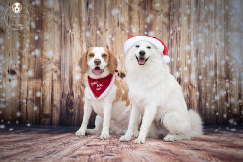 Hundefotografie mit Wau-Effekt