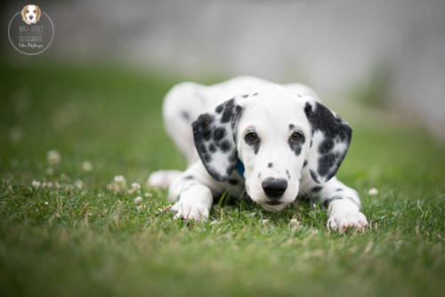 Hundefotografie mit Wau-Effekt