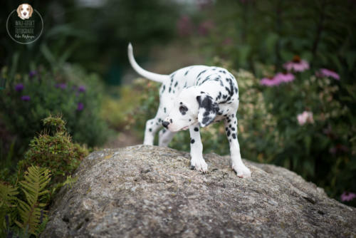 Hundefotografie mit Wau-Effekt