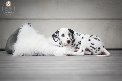 Hundefotografie mit Wau-Effekt