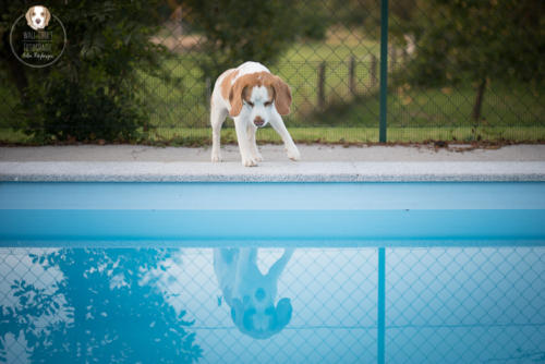 Hundefotografie mit Wau-Effekt