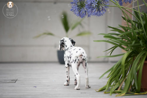 Hundefotografie mit Wau-Effekt