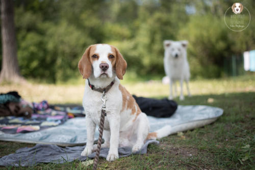 Hundefotografie mit Wau-Effekt