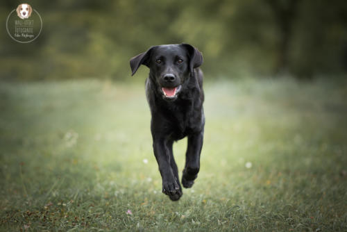 Hundefotografie mit Wau-Effekt