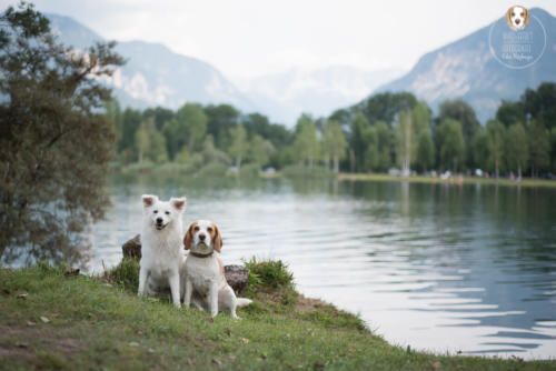 Hundefotografie mit Wau-Effekt