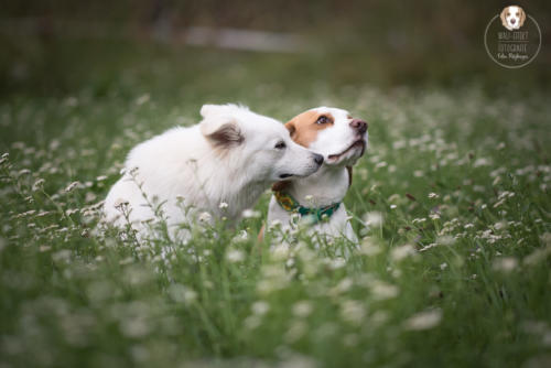 Hundefotografie mit Wau-Effekt