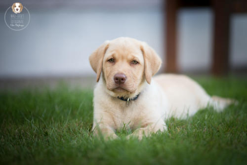 Hundefotografie mit Wau-Effekt