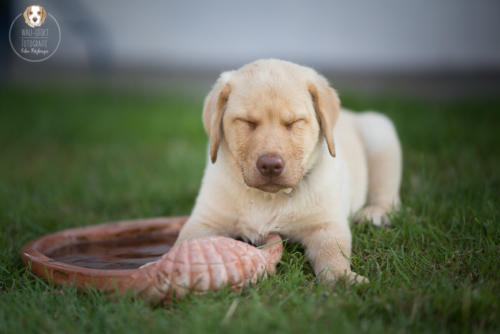 Hundefotografie mit Wau-Effekt