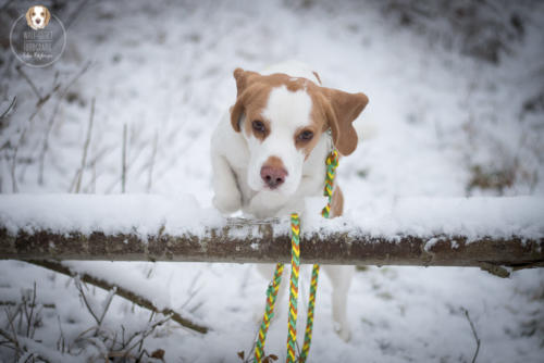 Hundefotografie mit Wau-Effekt