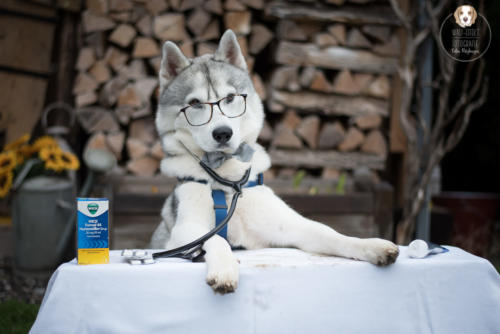 Hundefotografie mit Wau-Effekt