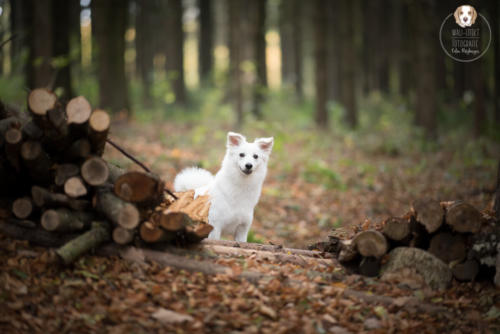 Hundefotografie mit Wau-Effekt