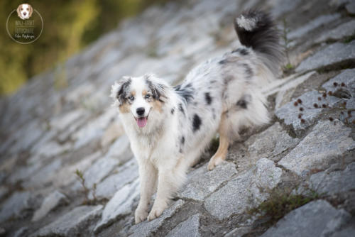 Hundefotografie mit Wau-Effekt